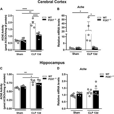 P2X7 receptor contributes to long-term neuroinflammation and cognitive impairment in sepsis-surviving mice